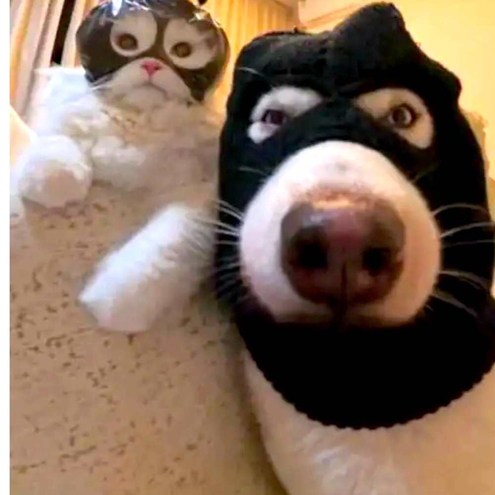 BOLO Cat Burglar and Dog Burglar (might Identify as a Cat)Secure your Valuables!